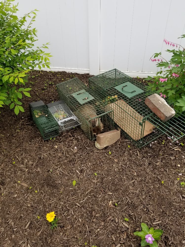 DelVal Wildlife Nuisance Control Image